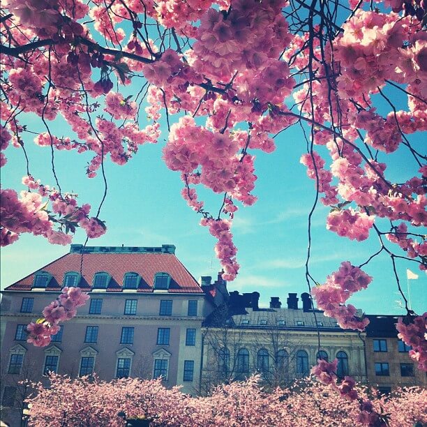 Kungsträdgården i blom helalf.se